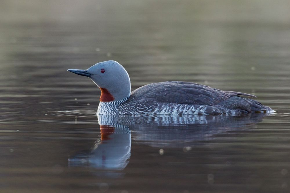 Red-throated Loon
